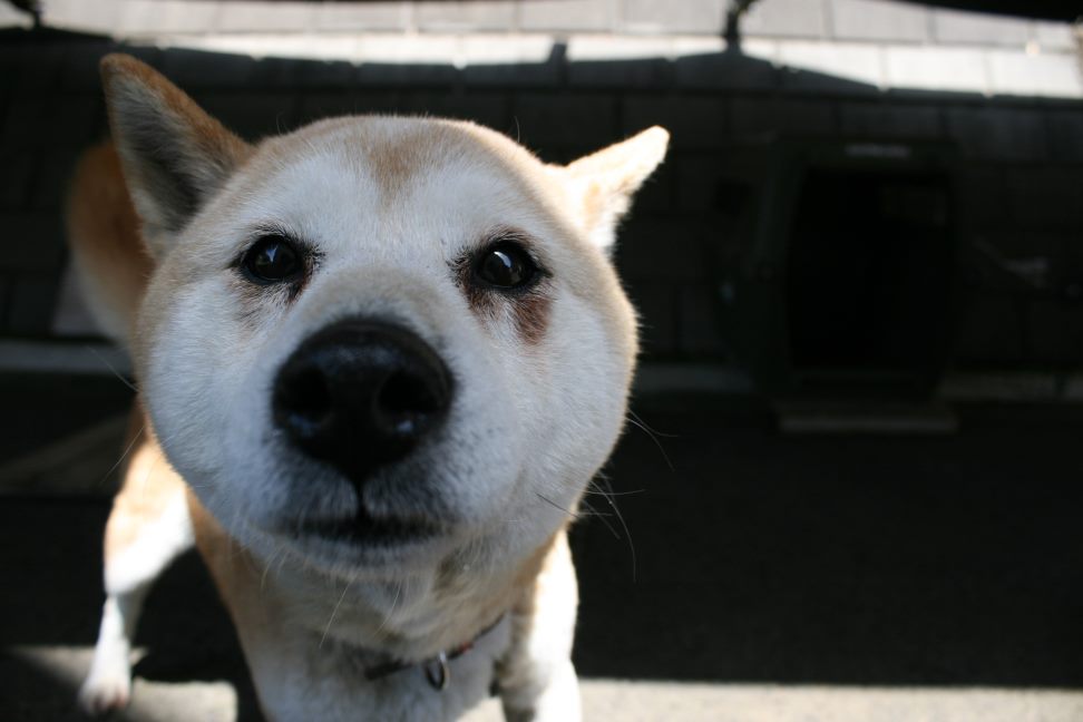 【募集】センター持ち込み2頭_f0242002_20292750.jpg