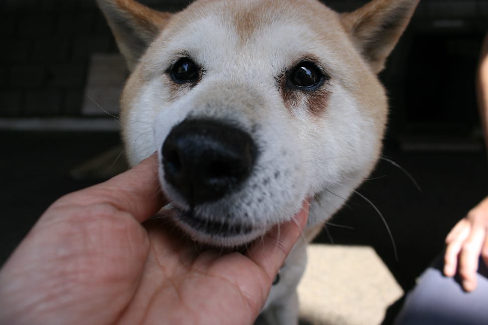 【募集】センター持ち込み2頭_f0242002_20293473.jpg