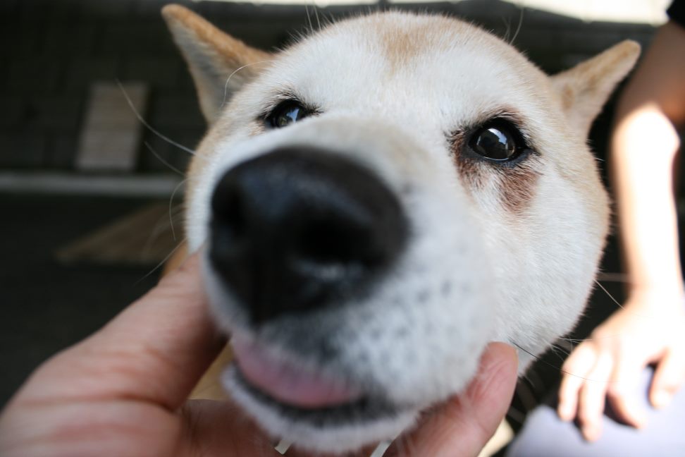 【募集】センター持ち込み2頭_f0242002_20294191.jpg