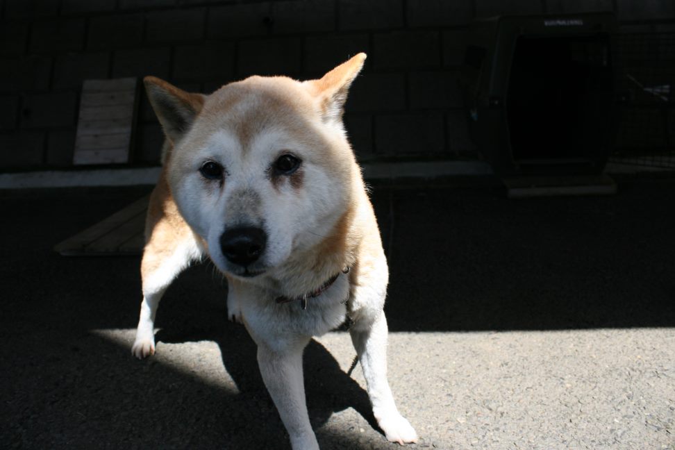 【募集】センター持ち込み2頭_f0242002_2029547.jpg