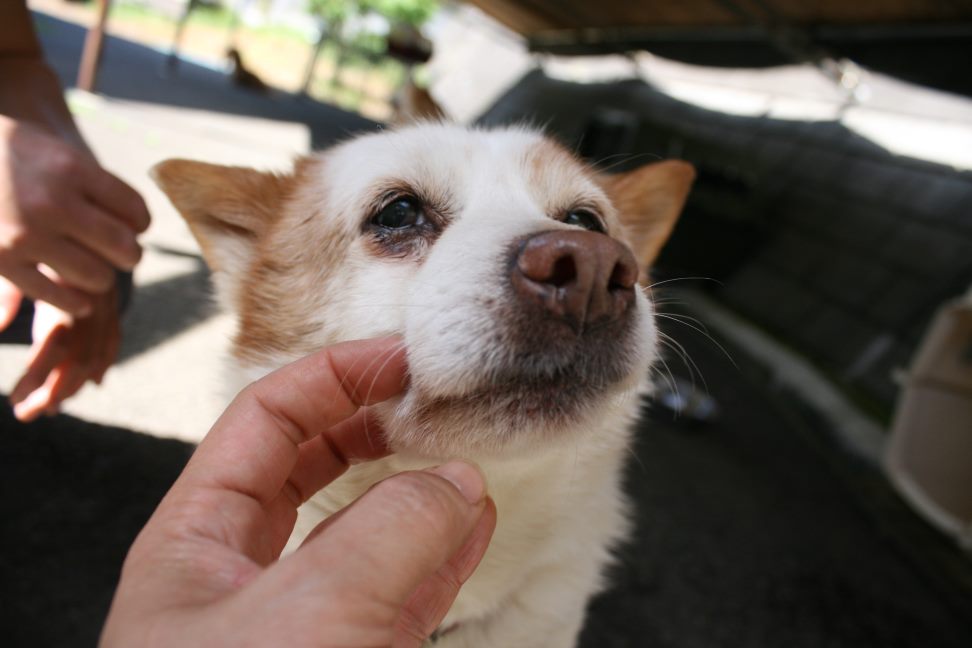 【募集】センター持ち込み2頭_f0242002_20312889.jpg