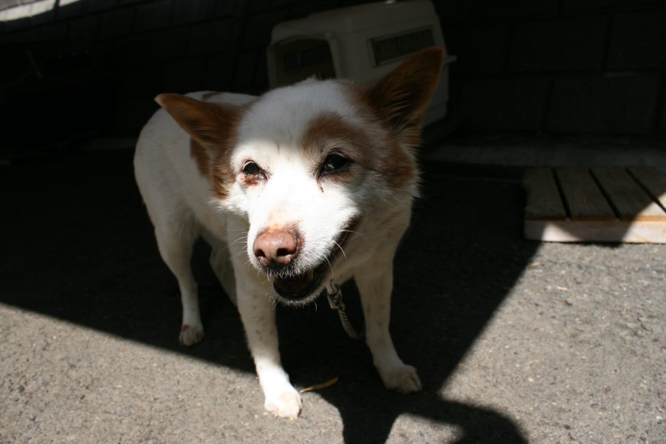 【募集】センター持ち込み2頭_f0242002_20314256.jpg