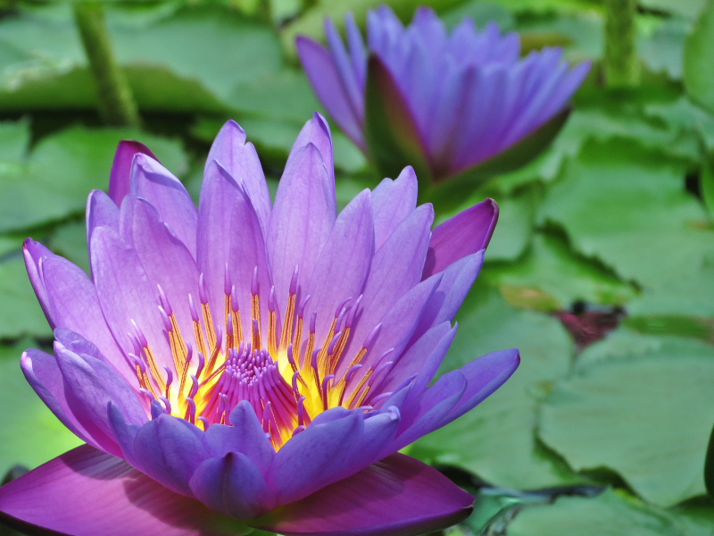 水生植物公園みずの森_c0043403_21402615.jpg