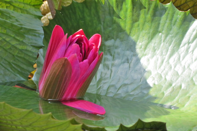 水生植物公園みずの森_c0043403_21404521.jpg