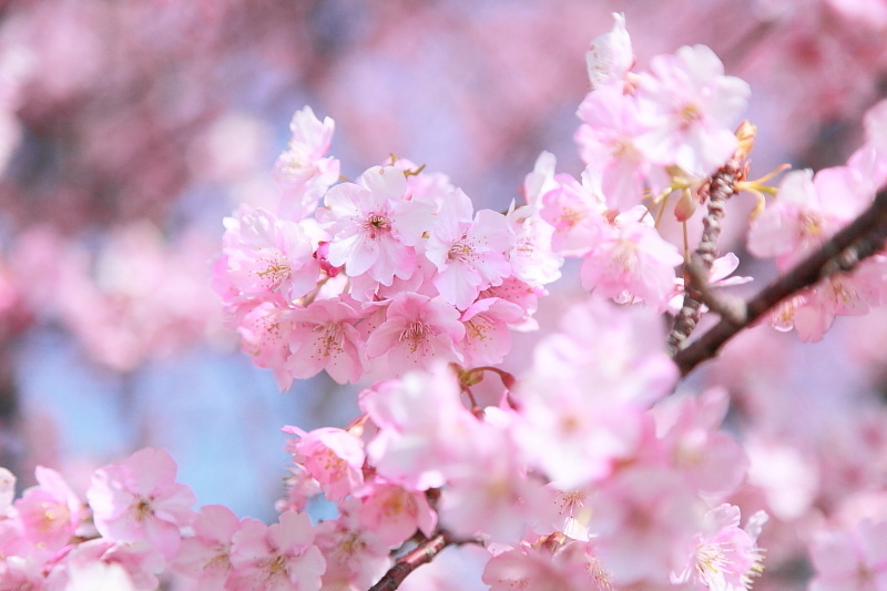 2015年4月のスケジュール_c0125004_17372921.jpg