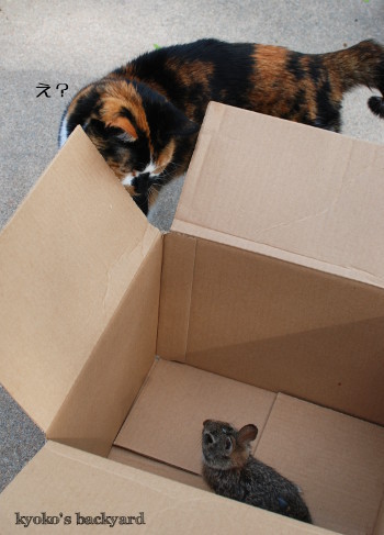 うさぎ事件_b0253205_05444603.jpg