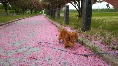 桜のじゅうたん。_d0053207_11330501.jpg