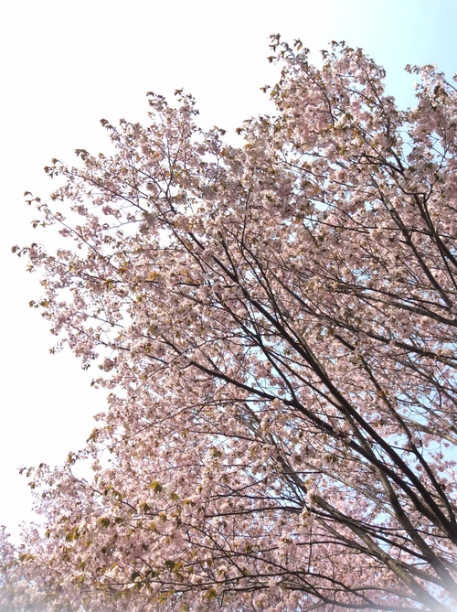 e0052716_9382524.jpg