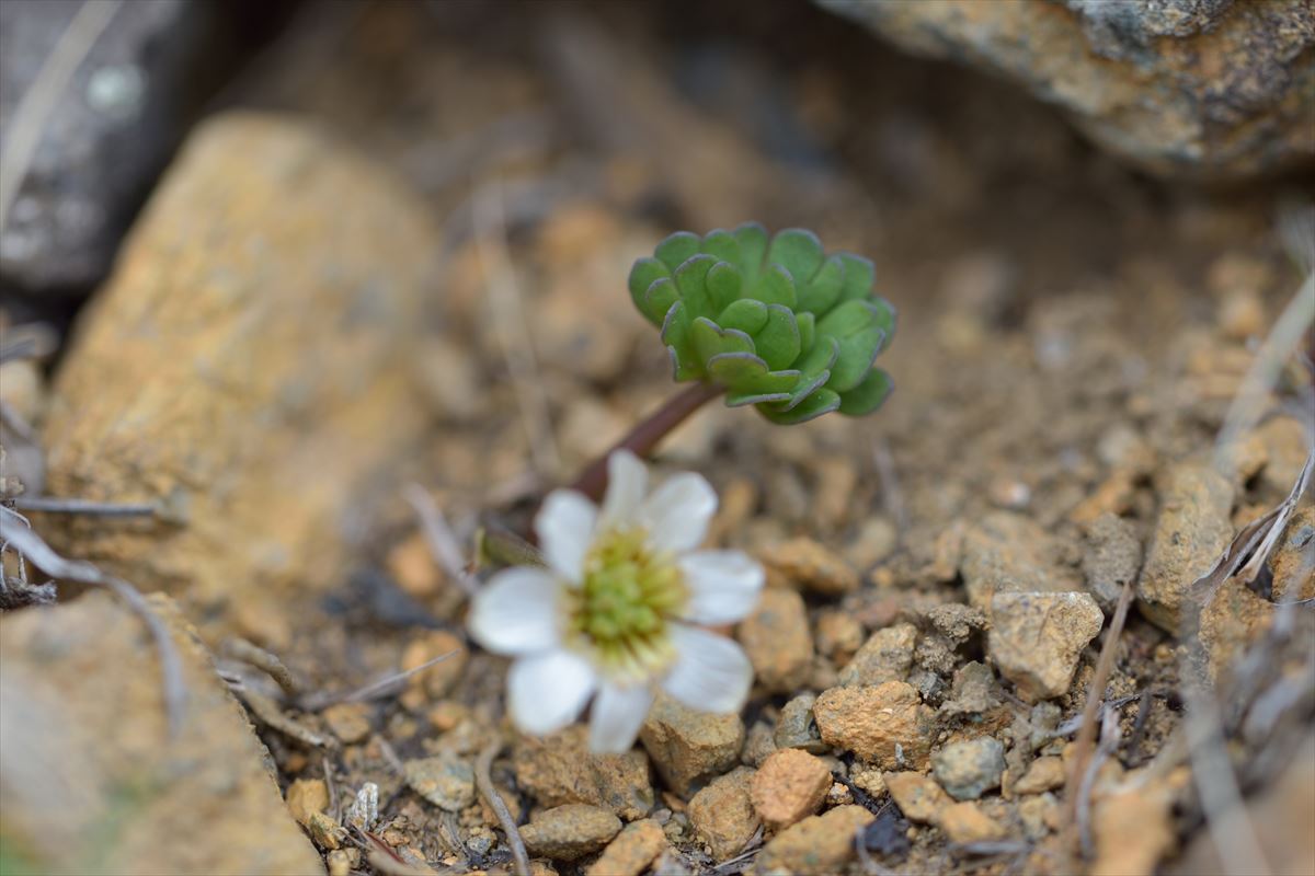 アポイ岳でお花見登山　2015.5.3　+　優駿さくらロード_a0145819_555141.jpg