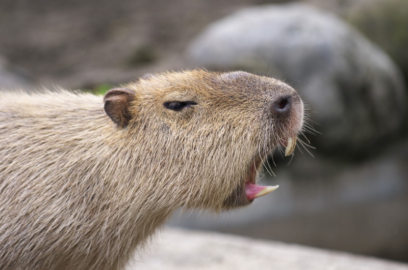 上野動物園　　　Vol.4　　ほのぼの・・・_c0158519_12233317.jpg