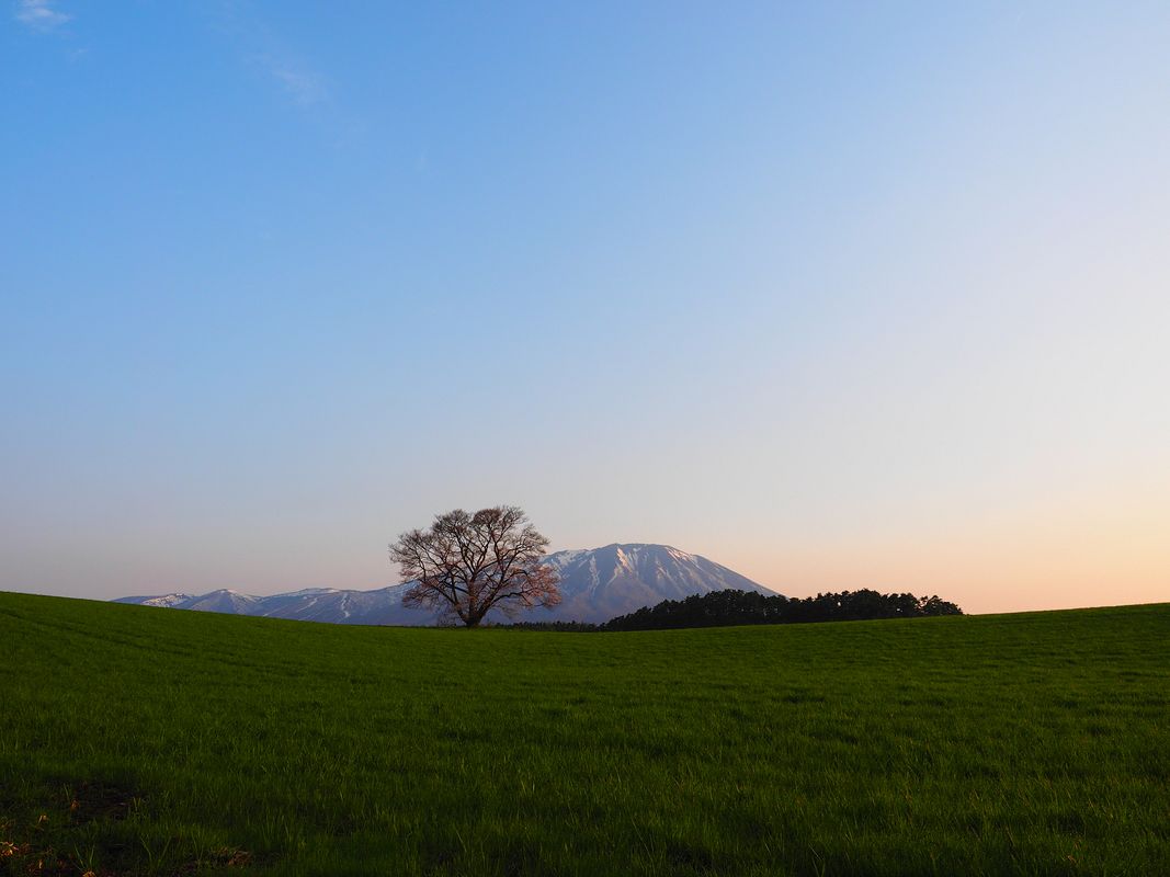一本桜シルエットロマン・・・東北行（５）・・小岩井農場_a0031821_13371296.jpg