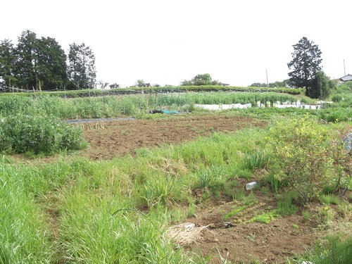 マメ天国か豆地獄か...スナック&絹さや大収穫!_b0137932_11562419.jpg
