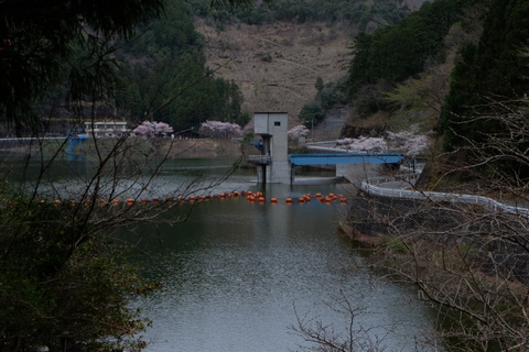 白谷沢コースで岩茸石　〜4月4日(土)〜　その②_b0281732_1613940.jpg