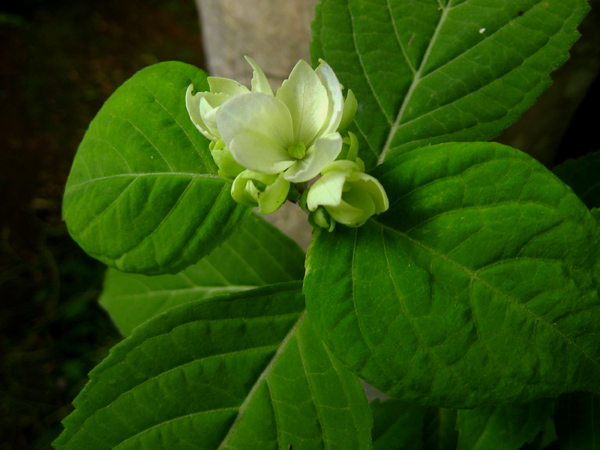 ニッコウキスゲの開花とヤマアジサイの蕾いろいろ_f0126932_20521281.jpg