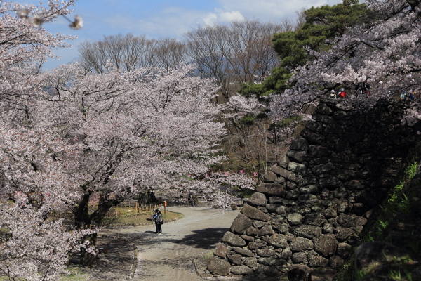 春爛漫・桜便り（小諸・懐古園）その２_f0229832_17555916.jpg