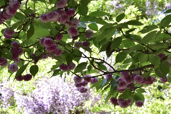 山藤と 八重の桜と つぶやきと…　春日大社にて_a0212036_07492448.jpg