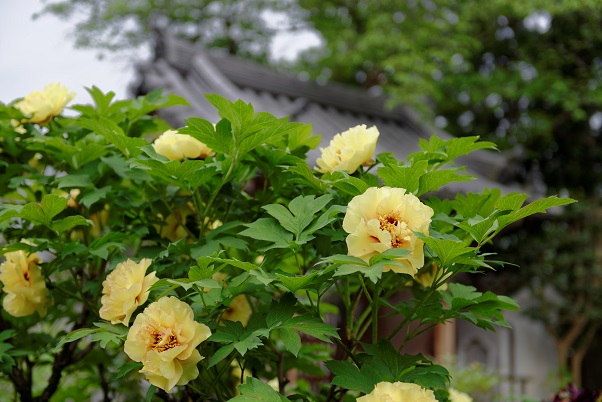 石光寺の芍薬orボタン_f0274536_0182870.jpg