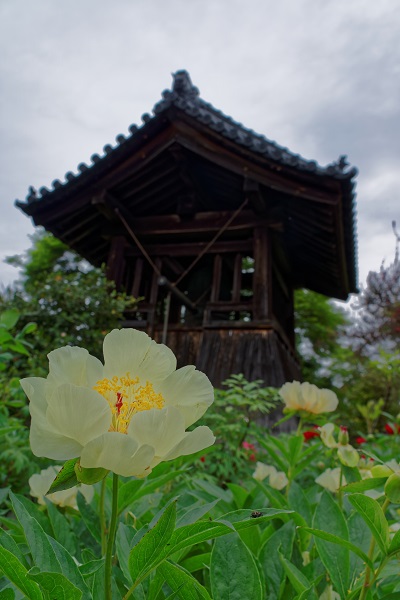 石光寺の芍薬orボタン_f0274536_020438.jpg