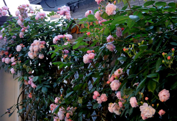 a0056140_1735039.jpg
