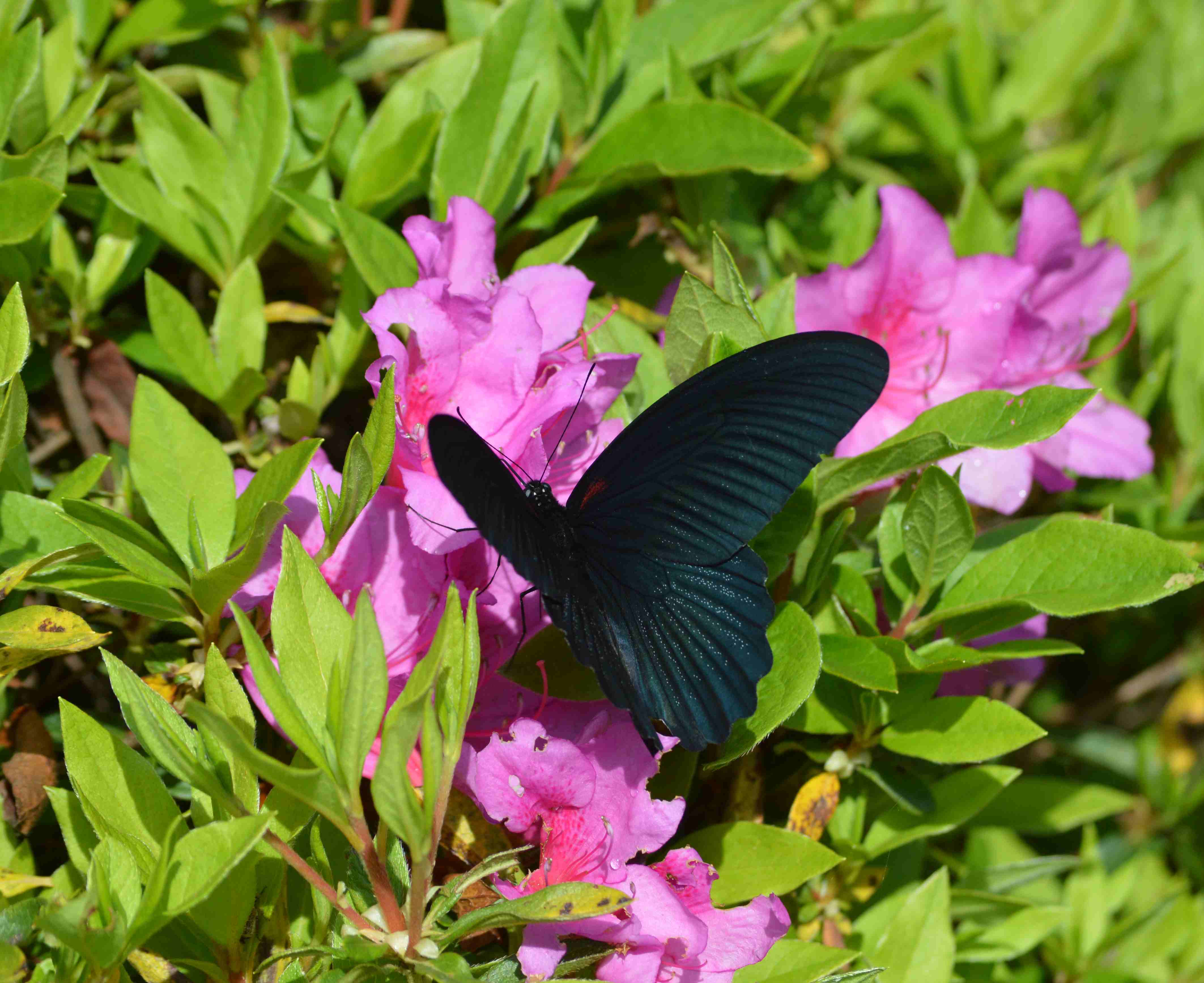 ナガサキアゲハ 5月2日ツツジの咲く公園にて_d0254540_17225869.jpg