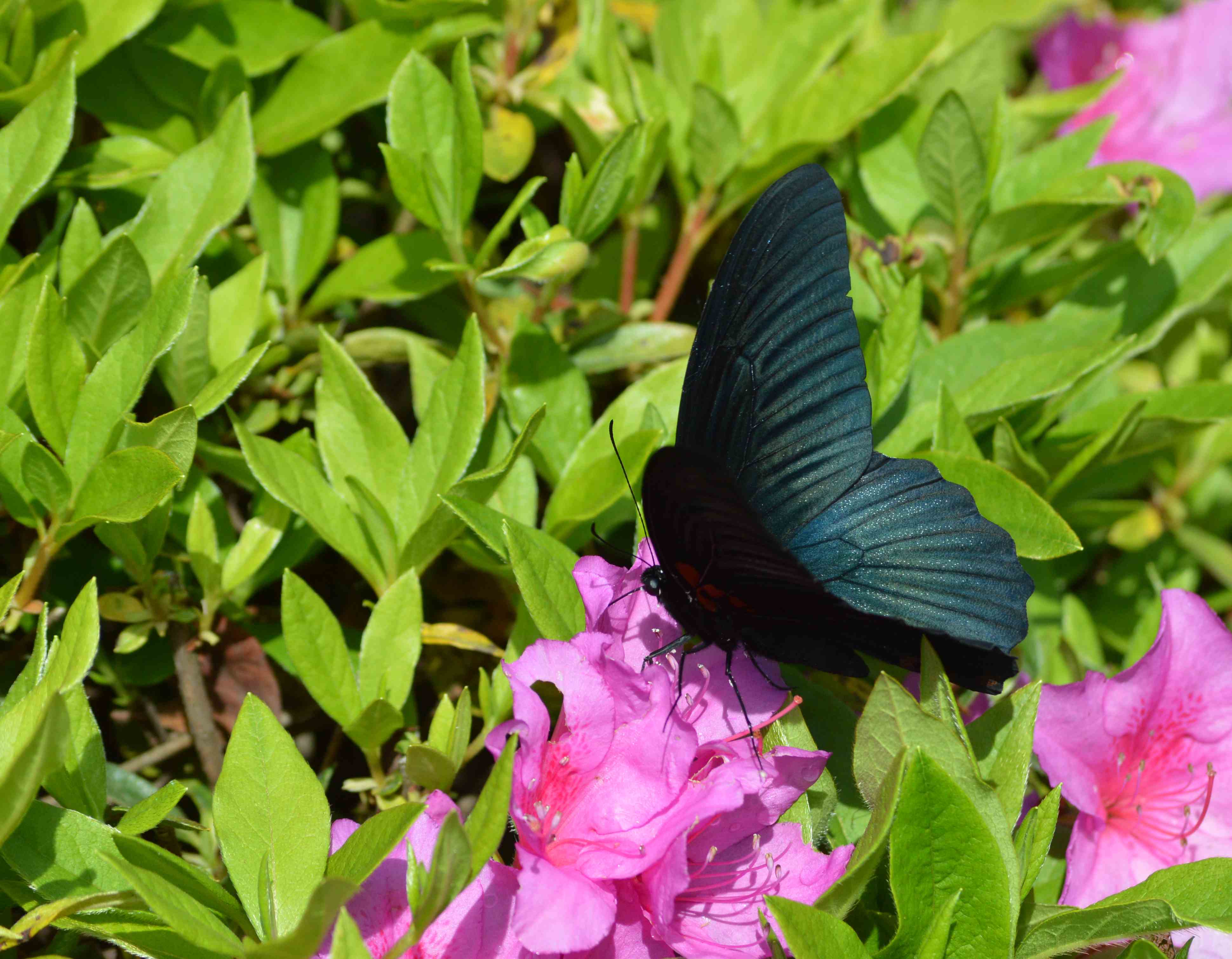 ナガサキアゲハ 5月2日ツツジの咲く公園にて_d0254540_1723756.jpg