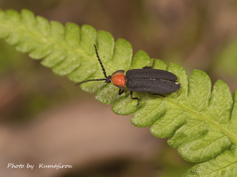 クメジママドボタルの模様違い くま次郎の”やんばる日記”