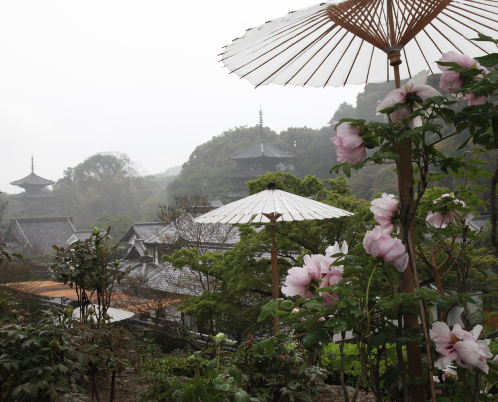 葛城市　当麻寺　奥の院　牡丹　_c0108146_21202144.jpg