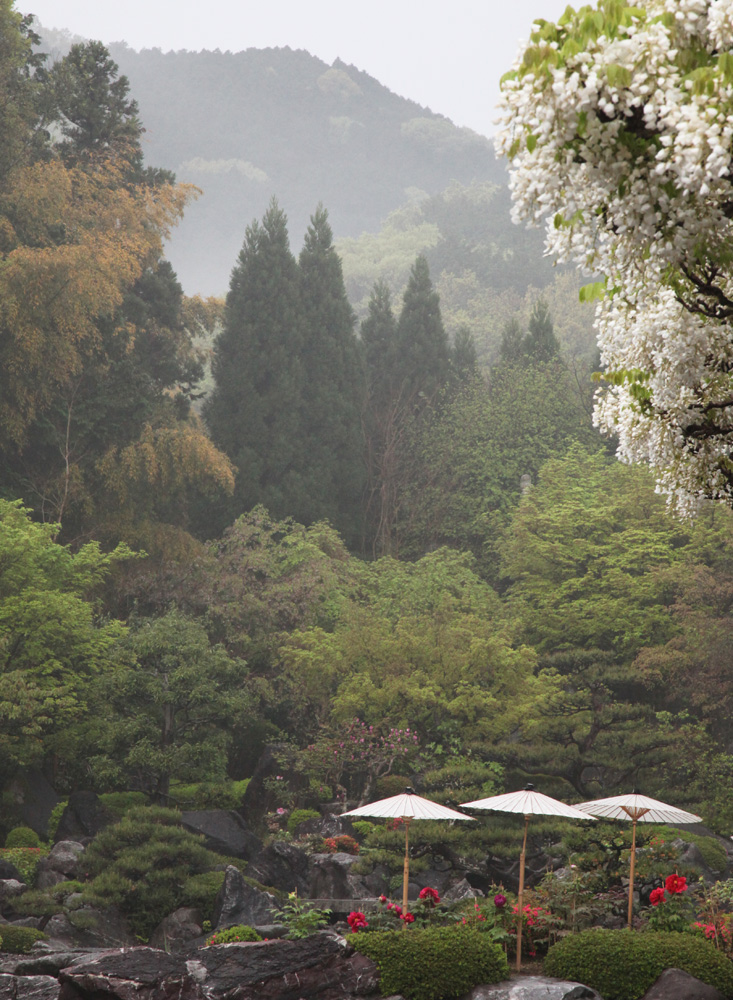 葛城市　当麻寺　奥の院　牡丹　_c0108146_21233875.jpg