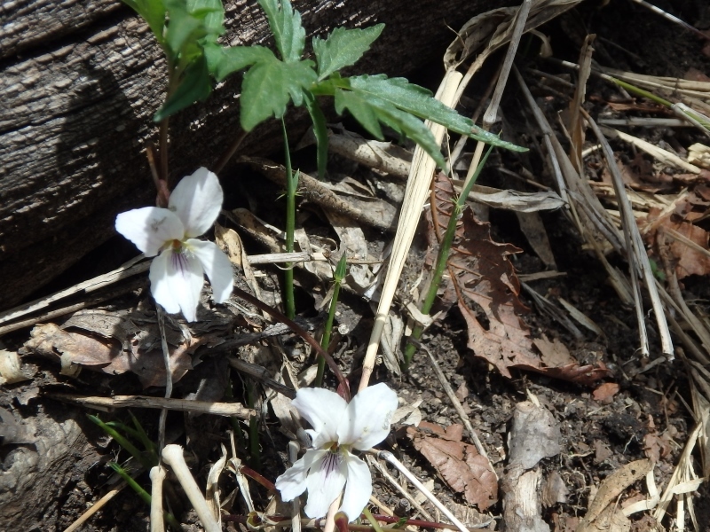 赤城荒山のアカヤシオ　（　2015.５.３　）_b0335256_09420789.jpg