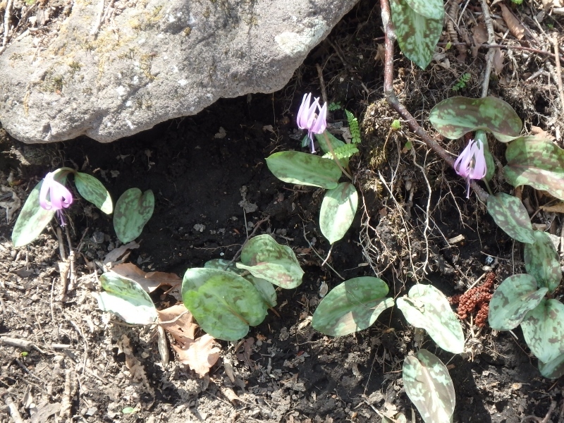 赤城荒山のアカヤシオ　（　2015.５.３　）_b0335256_09423852.jpg