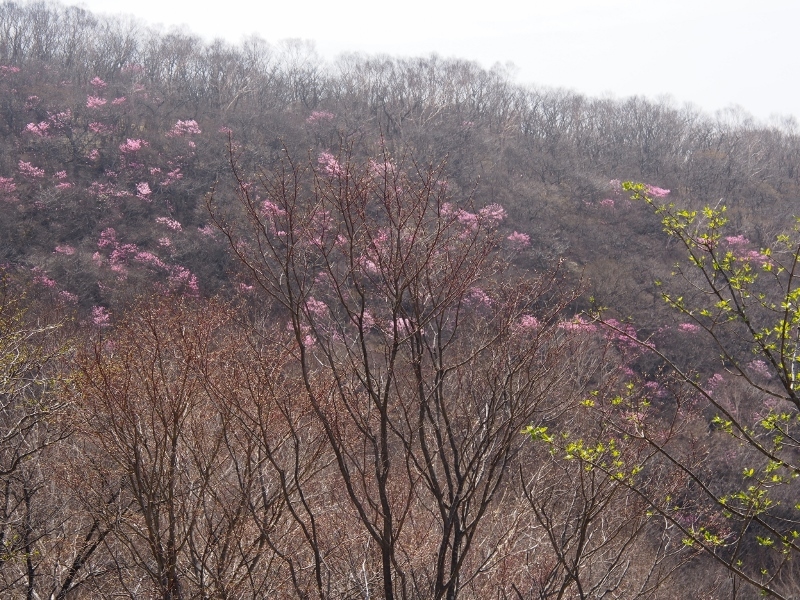 赤城荒山のアカヤシオ　（　2015.５.３　）_b0335256_09452660.jpg