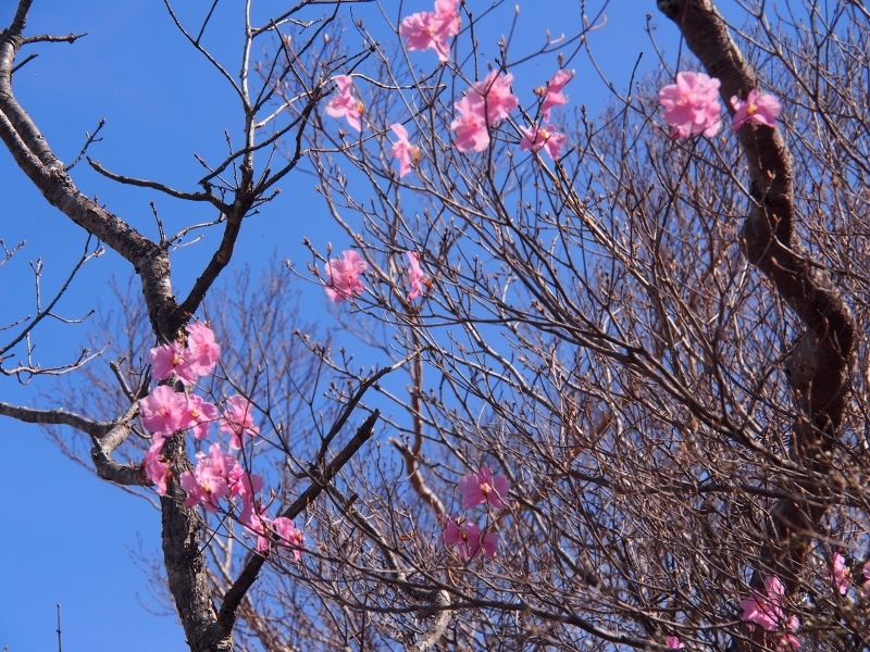 赤城荒山のアカヤシオ　（　2015.５.３　）_b0335256_09464951.jpg