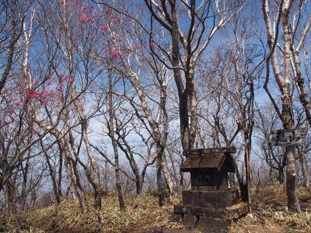 赤城荒山のアカヤシオ　（　2015.５.３　）_b0335256_09491793.jpg