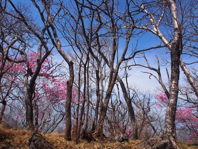 赤城荒山のアカヤシオ　（　2015.５.３　）_b0335256_09494309.jpg