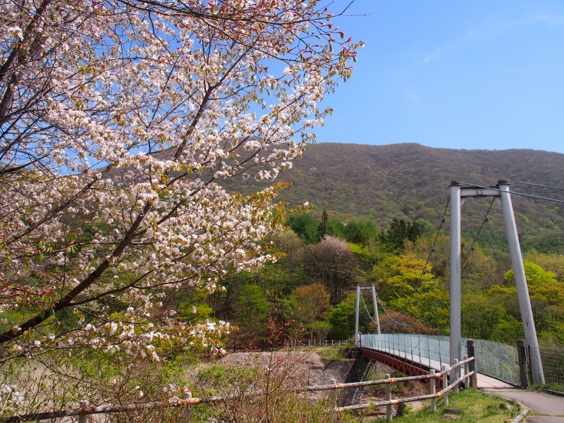 赤城荒山のアカヤシオ　（　2015.５.３　）_b0335256_09521020.jpg