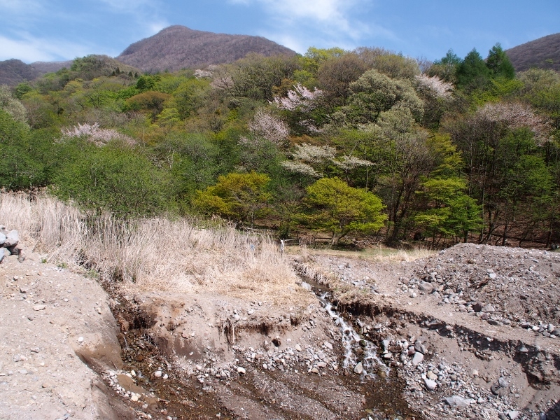 赤城荒山のアカヤシオ　（　2015.５.３　）_b0335256_09533291.jpg