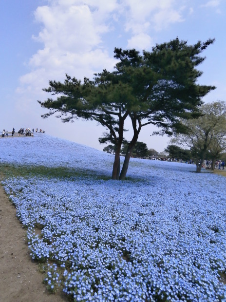 ひたち海浜公園_e0128656_22581305.jpg