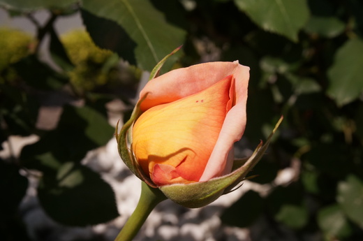 f0257756_2028245.jpg