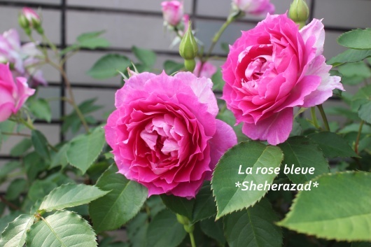シェエラザード が開花 La Rose 薔薇の庭