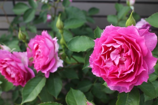 シェエラザード が開花 La Rose 薔薇の庭