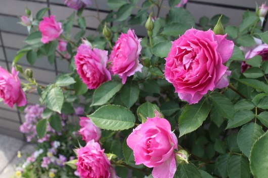 今の時期の薔薇のお手入れ①_f0338156_08184669.jpg