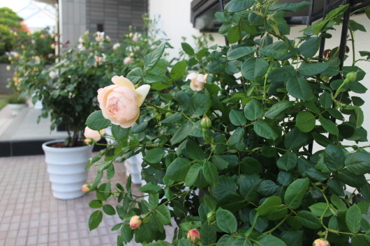 ウォラトン オールド ホール が開花 La Rose 薔薇の庭 ウォラトン オールド ホール が開花 La Rose 薔薇の庭