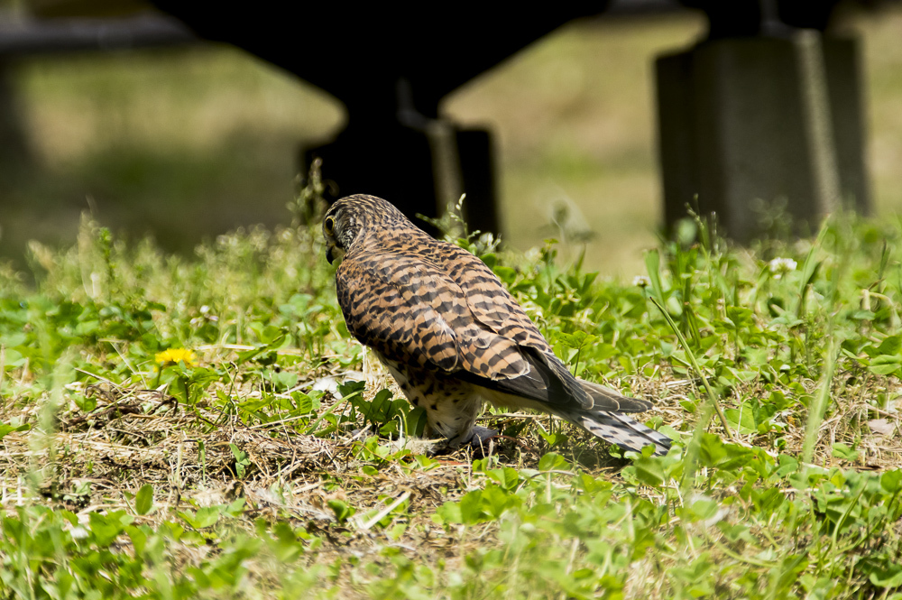 ＭＦ ０６５ 2015年5月5日（火）曇りのち晴れやや風あり_c0346859_15360591.jpg