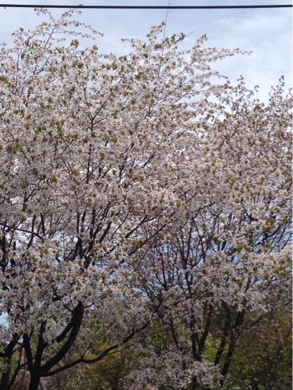 軽井沢の休日_a0163160_1117453.jpg