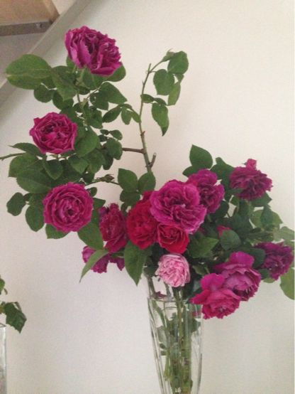 薔薇の季節_a0163160_178798.jpg