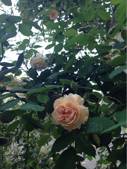 薔薇の季節_a0163160_178835.jpg