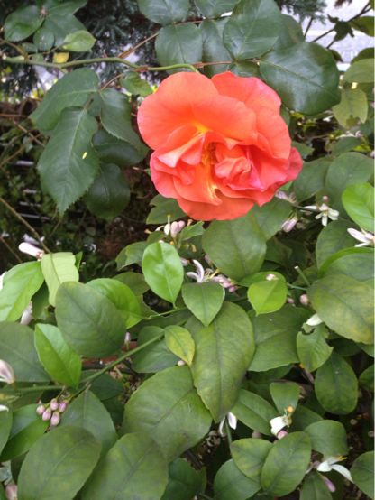 薔薇の季節_a0163160_178973.jpg