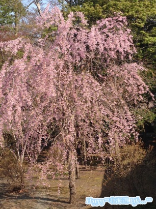 北にも来た！！～桜～ ①_a0337860_00334801.jpg