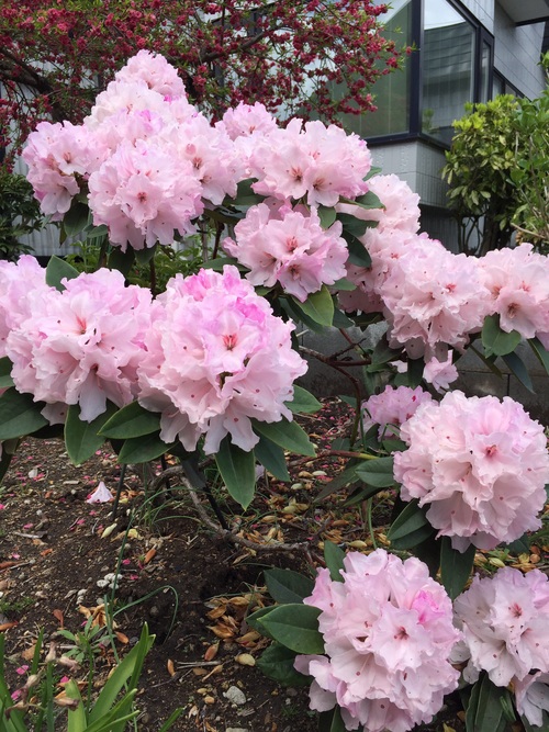 雑草だらけ(・・;)_b0093660_22415425.jpg