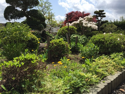雑草だらけ(・・;)_b0093660_2245257.jpg